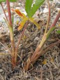 Potentilla recta. Основания побегов. Крым, предгорья, окр. с. Терновка. 3 июня 2010 г.