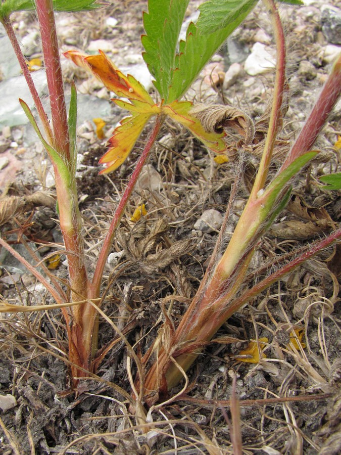 Image of Potentilla recta specimen.