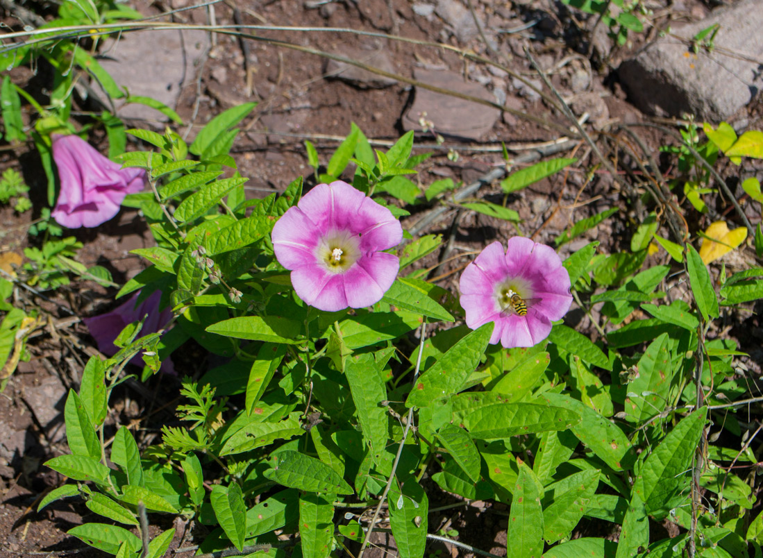 Изображение особи Calystegia dahurica.