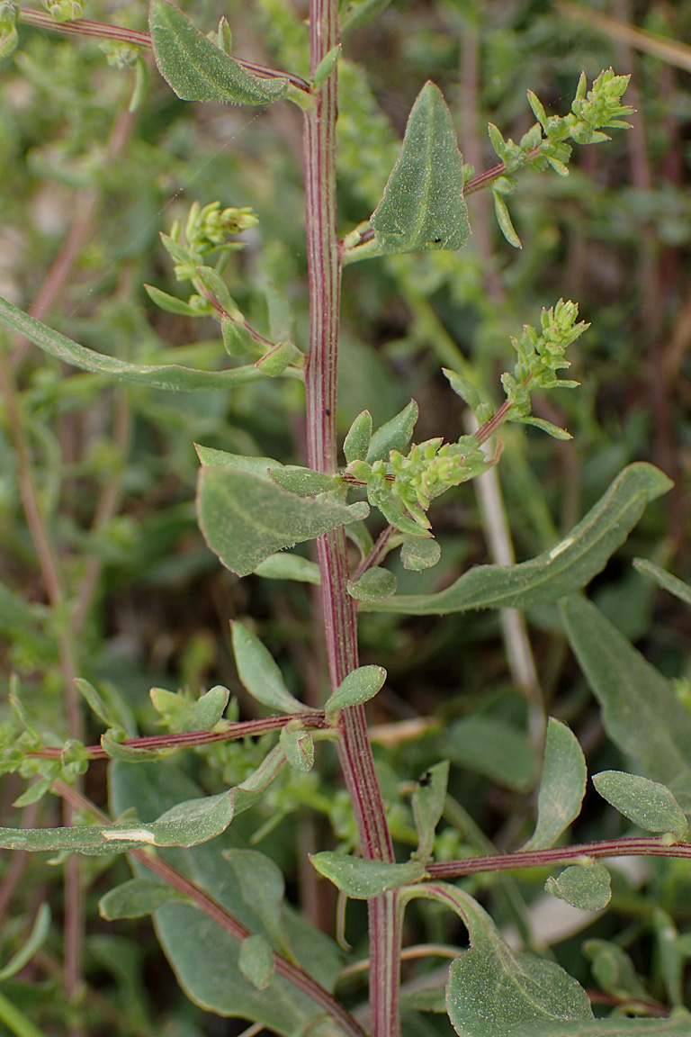 Image of Beta maritima specimen.