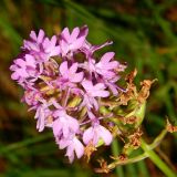 Anacamptis pyramidalis. Соцветие. Черногория, муниципалитет Цетине, окр. села Негуши, опушка буковой рощи. Июль 2018 г.