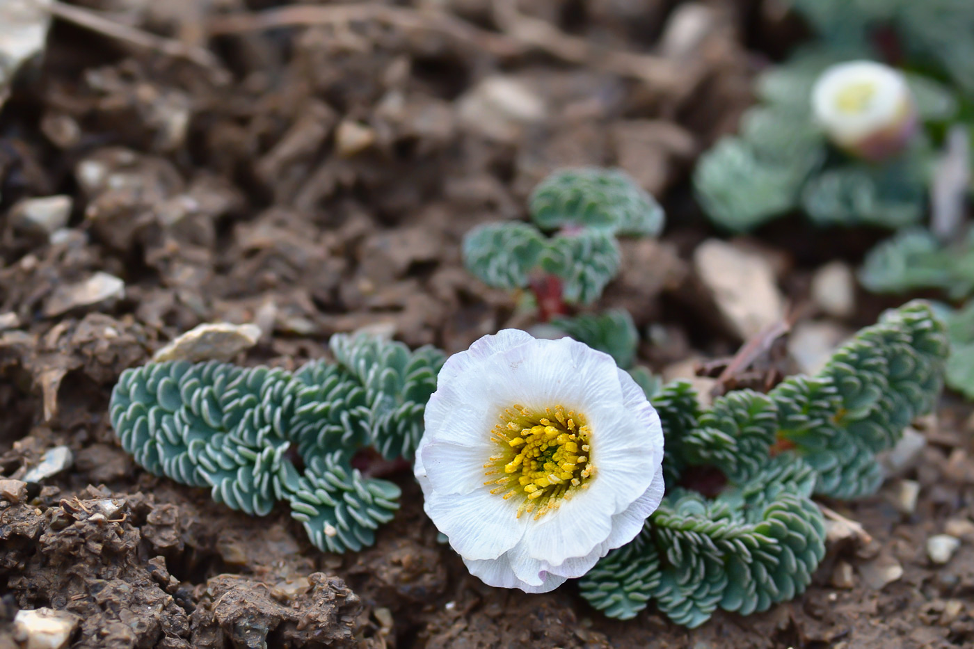 Image of Callianthemum alatavicum specimen.