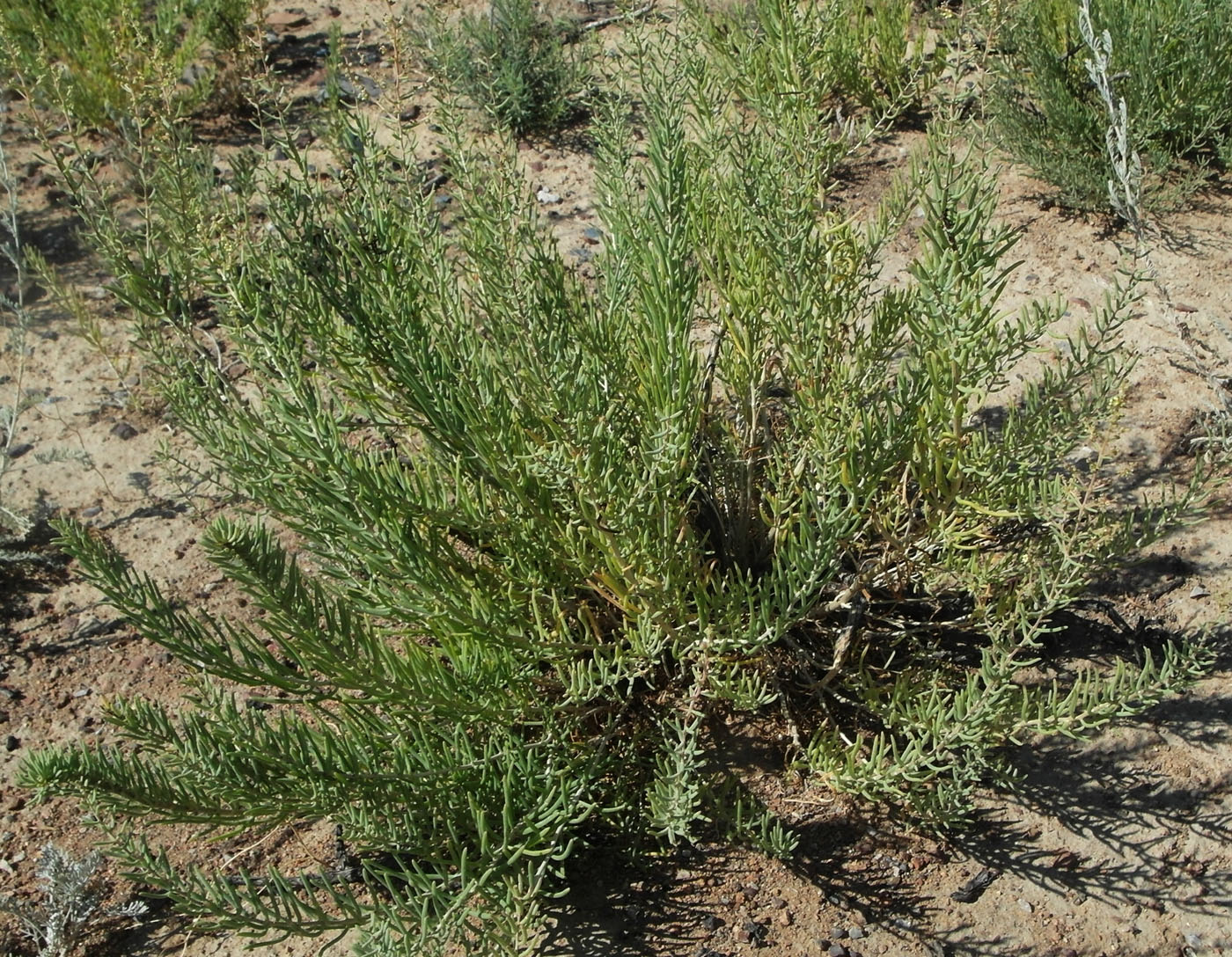 Image of Suaeda physophora specimen.