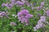 Thalictrum aquilegiifolium