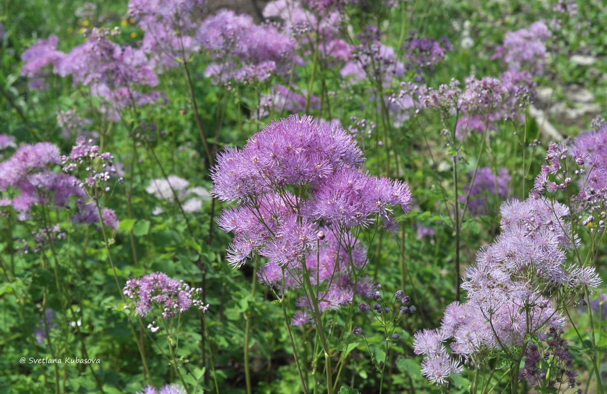 Image of Thalictrum aquilegiifolium specimen.