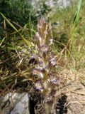 Orobanche hansii