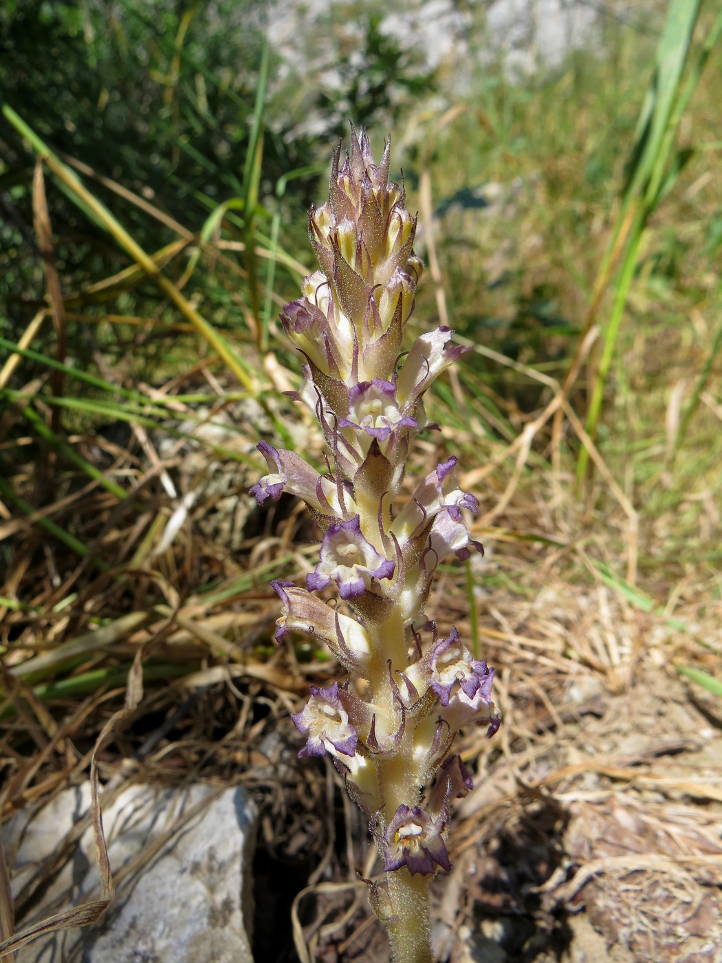 Image of Orobanche hansii specimen.