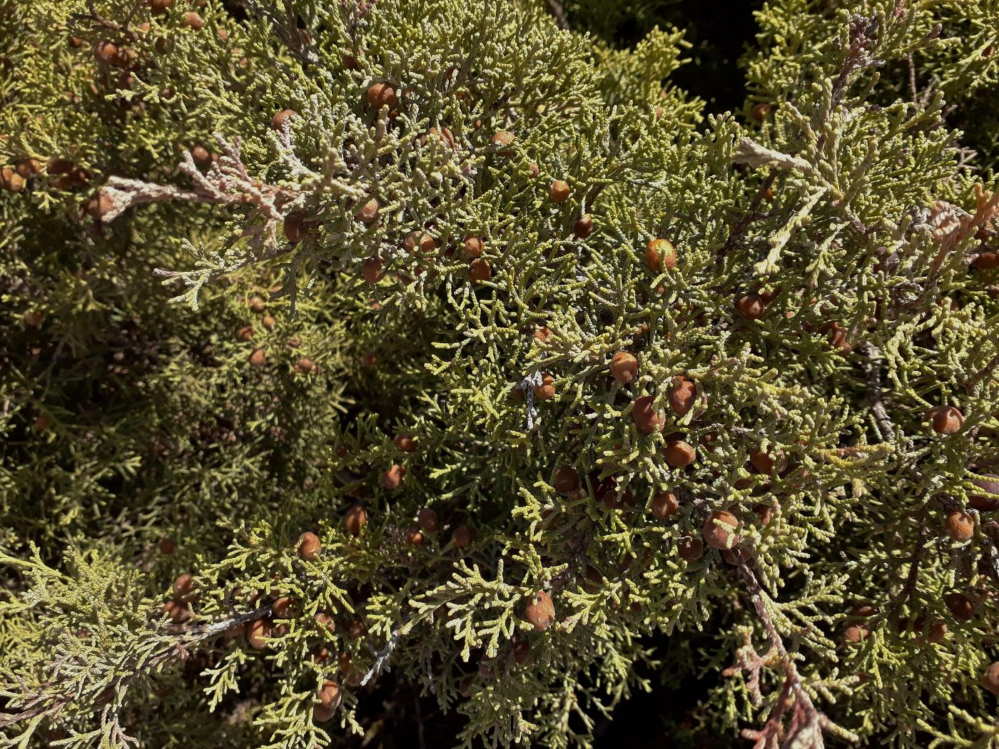 Изображение особи Juniperus phoenicea.