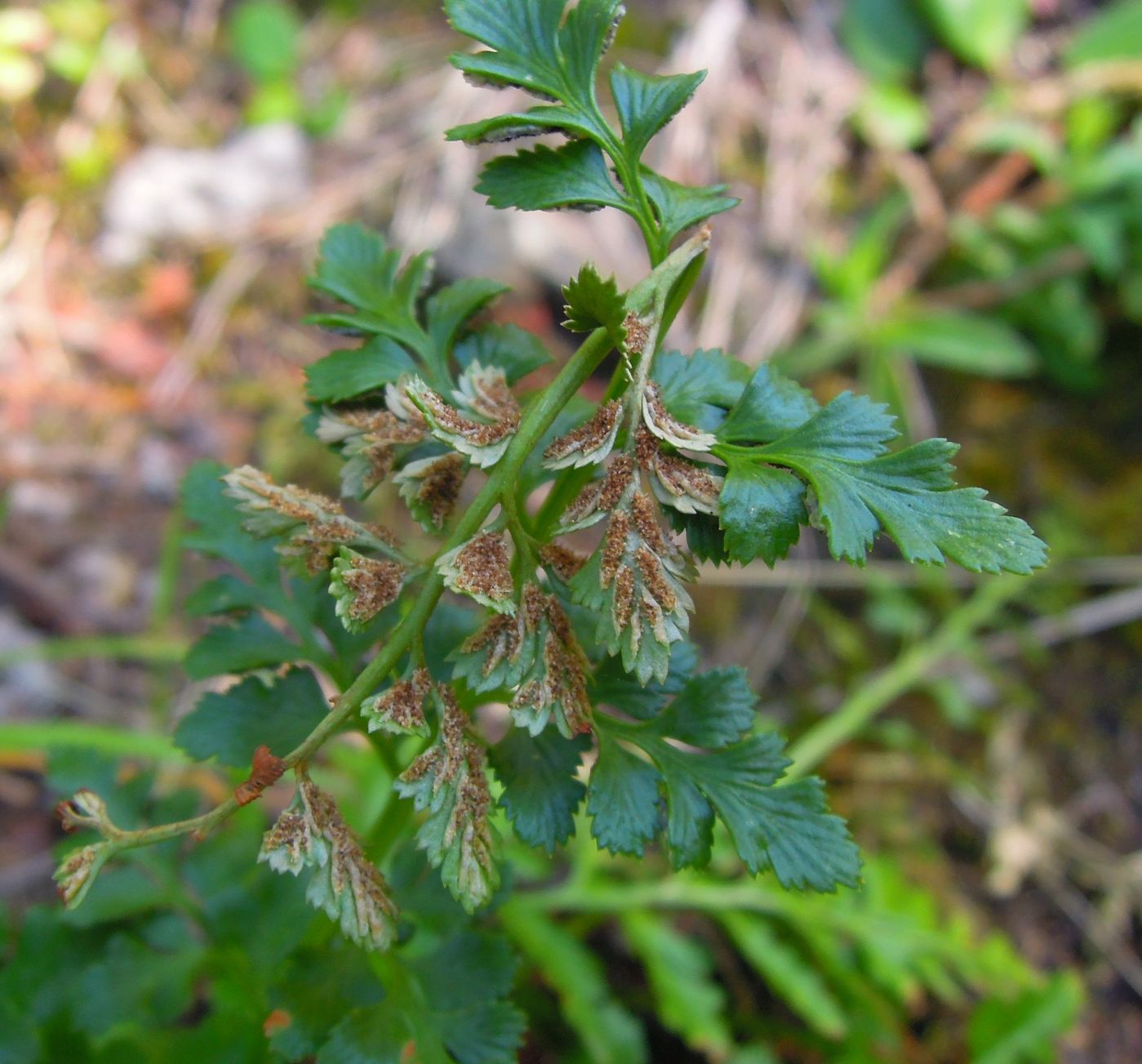 Изображение особи Asplenium sajanense.