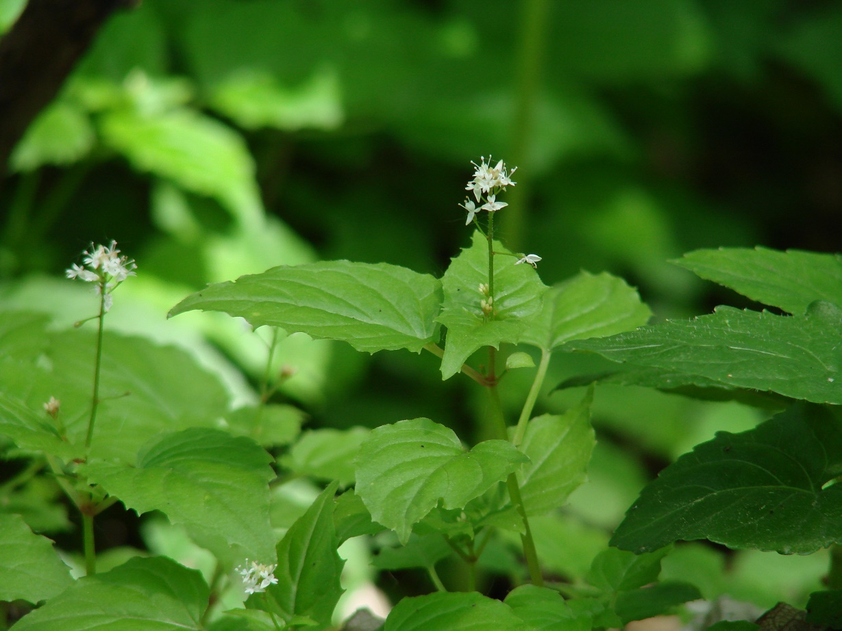 Image of Circaea alpina specimen.