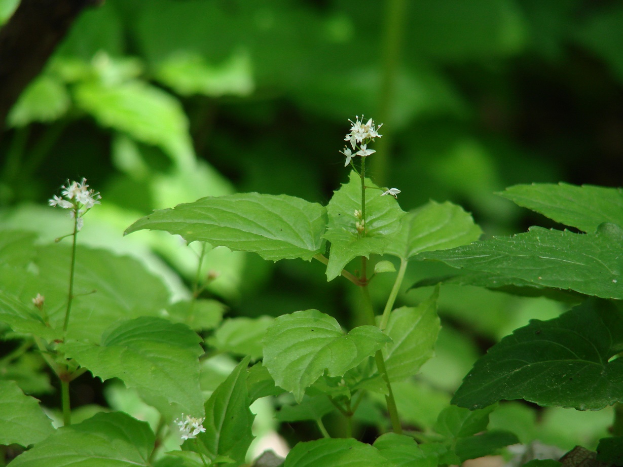 Изображение особи Circaea alpina.