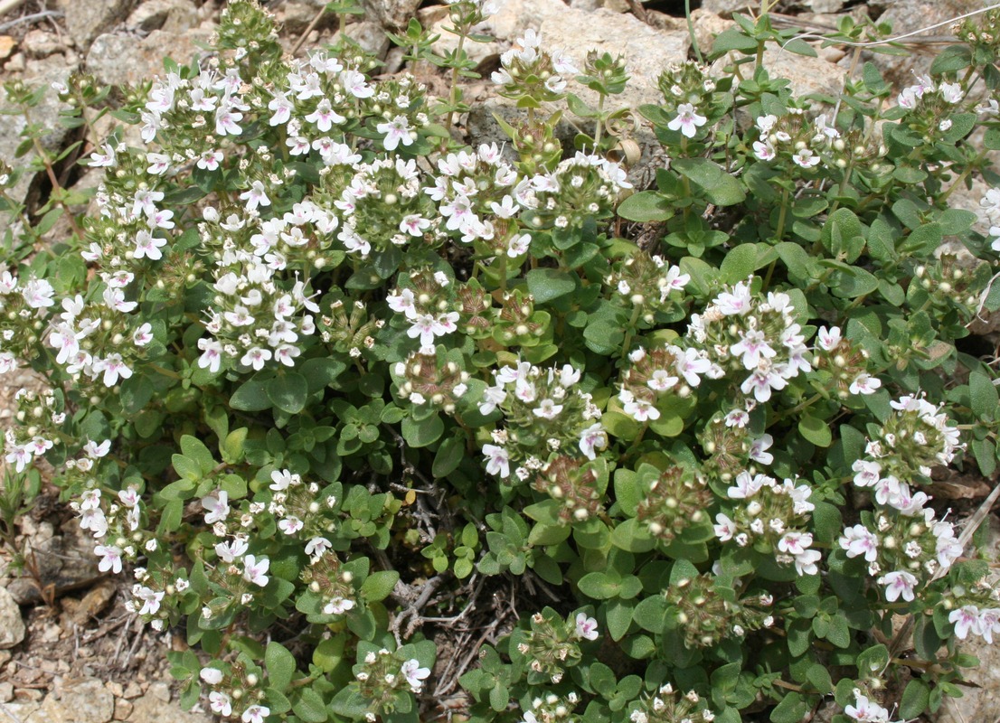 Изображение особи род Thymus.