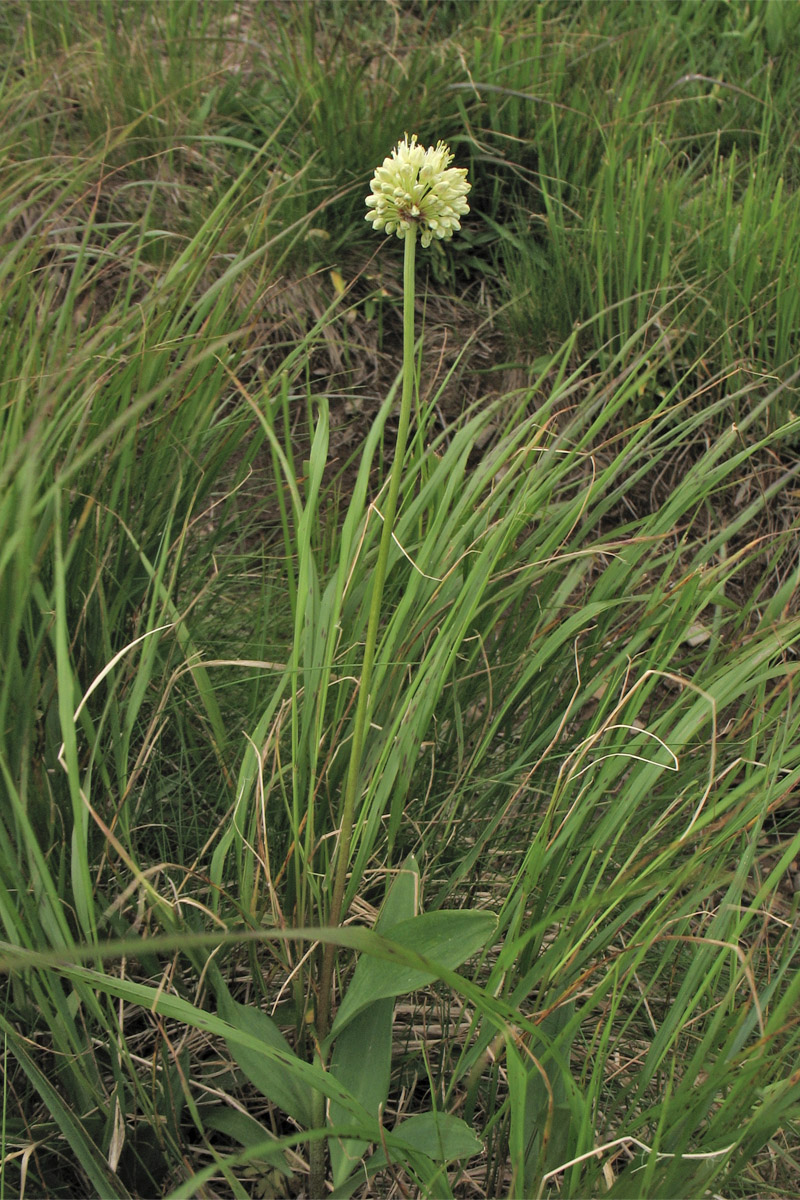 Image of Allium victorialis specimen.