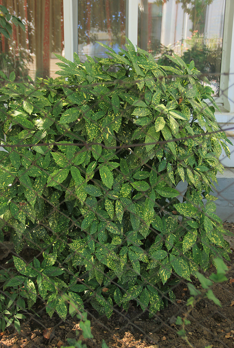 Image of Aucuba japonica specimen.