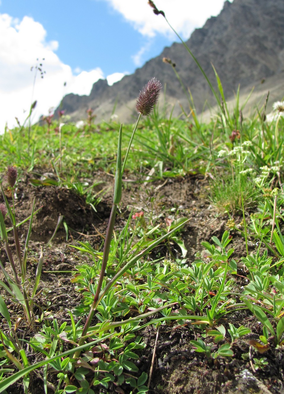 Image of Phleum alpinum specimen.