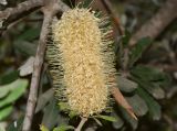 Banksia integrifolia