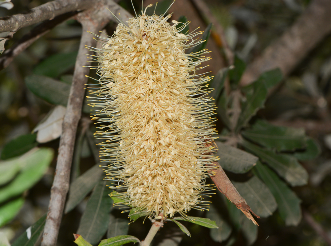 Image of Banksia integrifolia specimen.