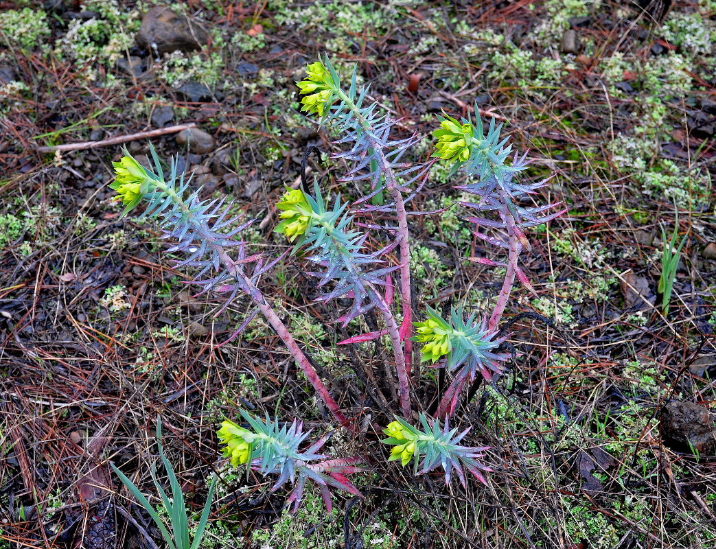 Изображение особи Euphorbia rigida.