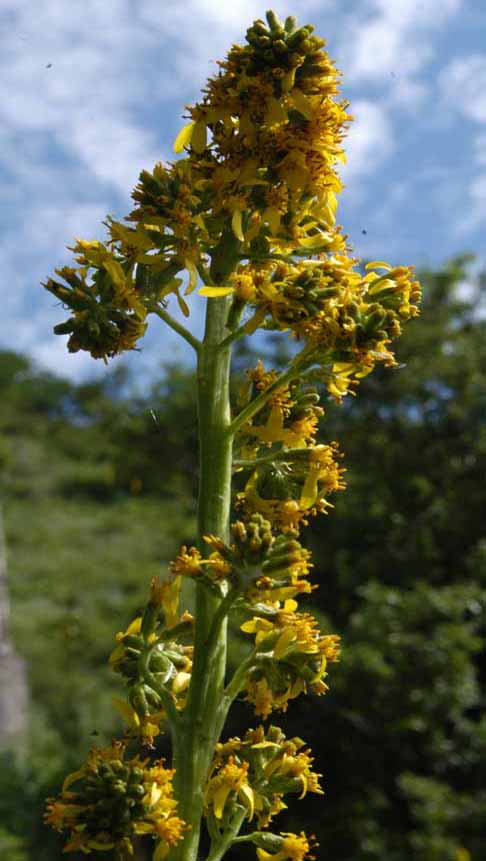 Image of Ligularia macrophylla specimen.