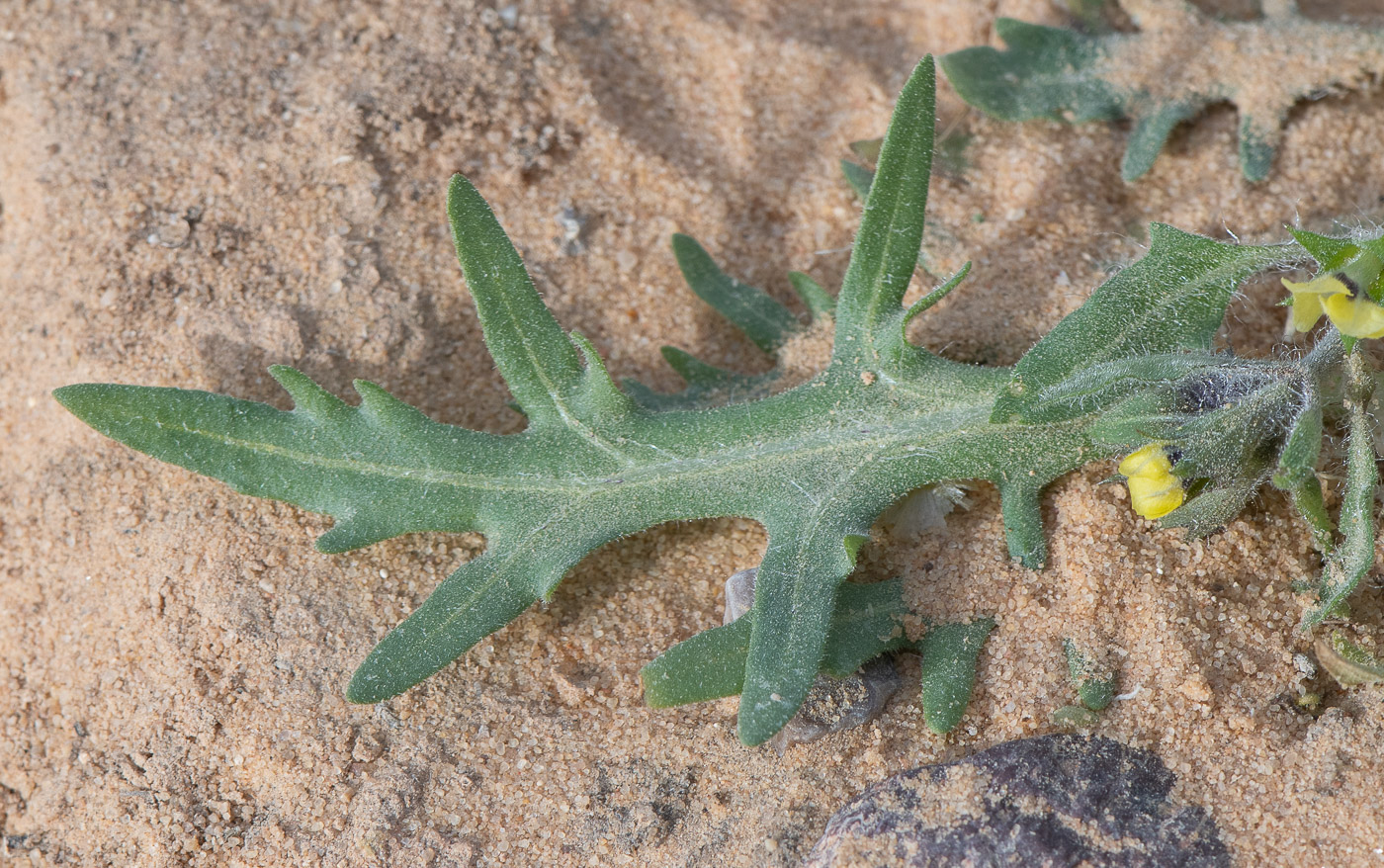 Image of Hyoscyamus pusillus specimen.