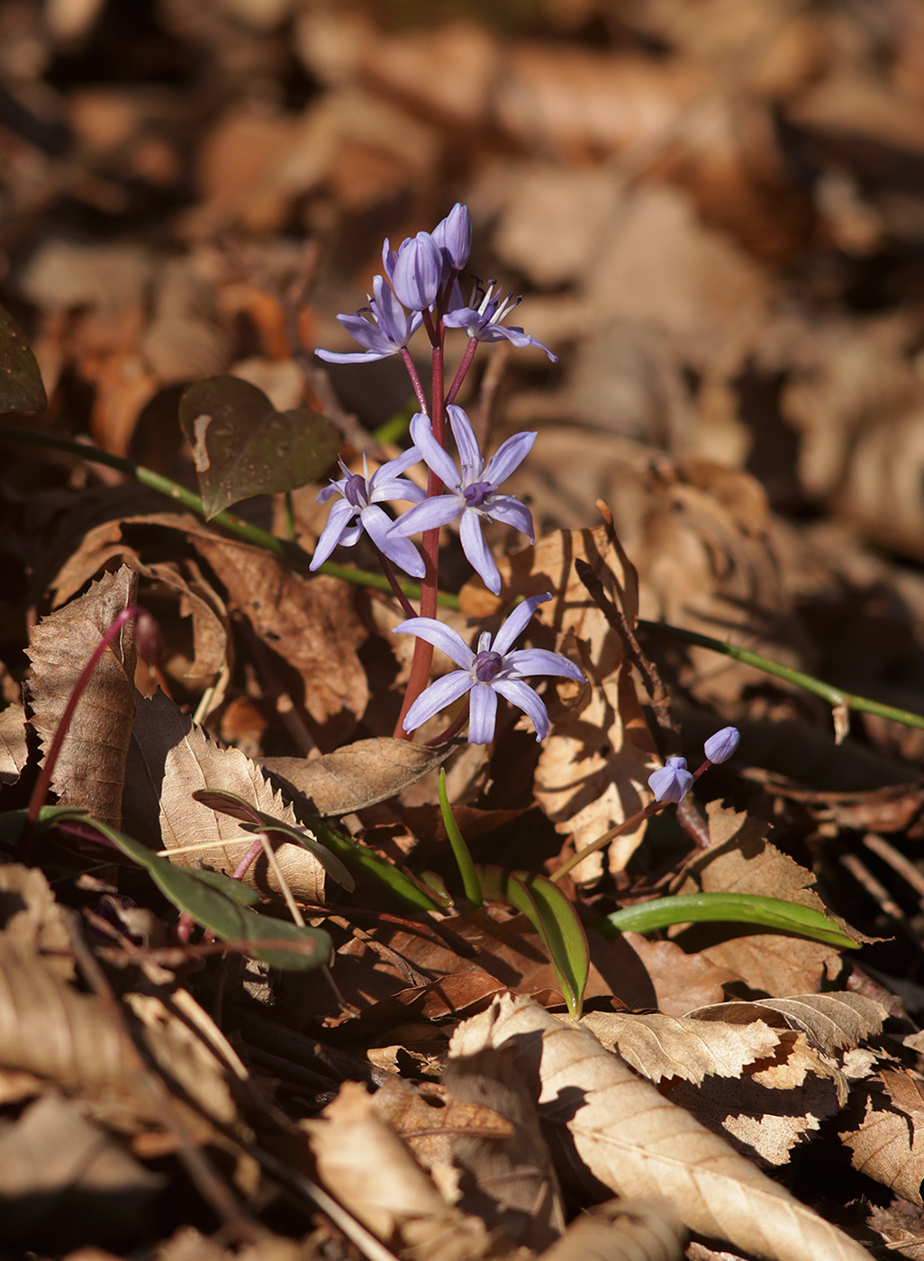 Изображение особи Scilla bifolia.