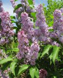 Syringa vulgaris