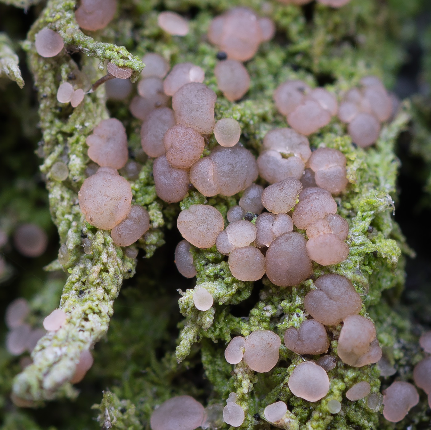 Image of Mycobilimbia carneoalbida specimen.