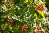 род Berberis. Часть ветвей с соплодиями. Кировская обл., г. Киров, Ботанический сад Вятского государственного университета, в культуре. 22.09.2018.
