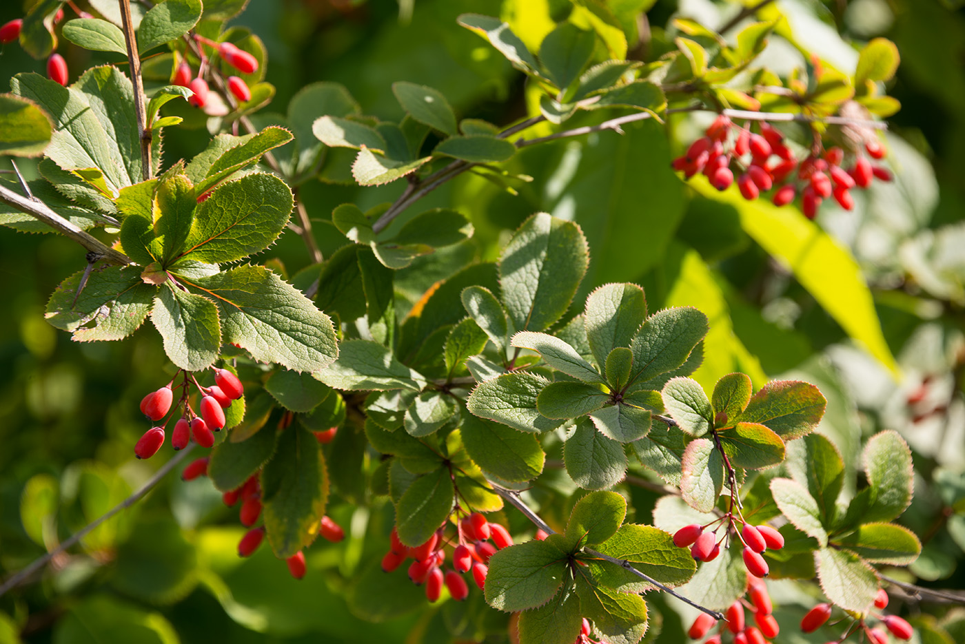 Изображение особи род Berberis.