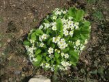 Primula vulgaris. Цветущее растение. Волгоград, Ботсад ВГСПУ. 23.04.2019.