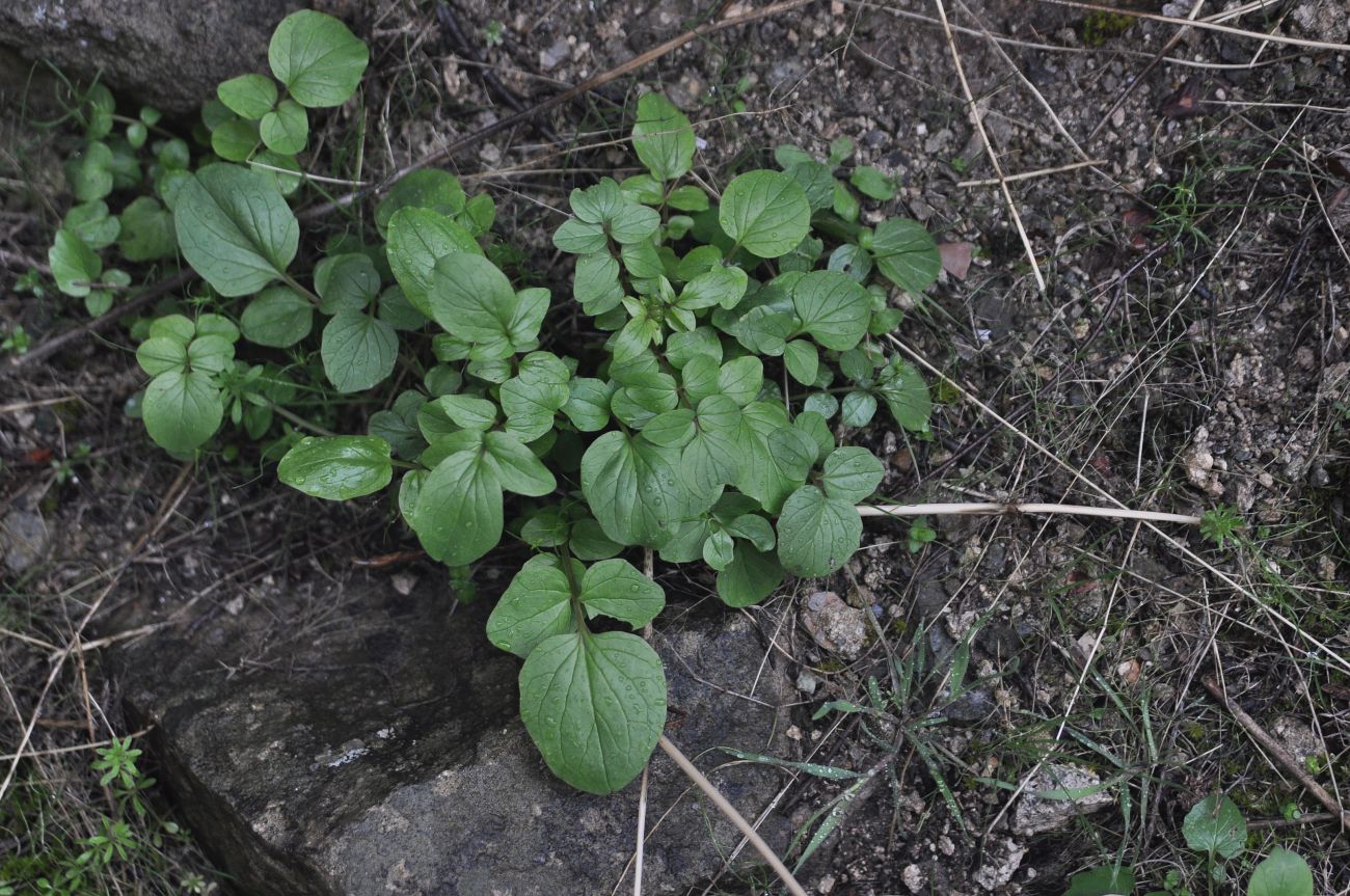 Изображение особи Valeriana sisymbriifolia.