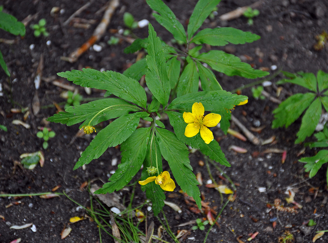 Image of Anemone ranunculoides specimen.