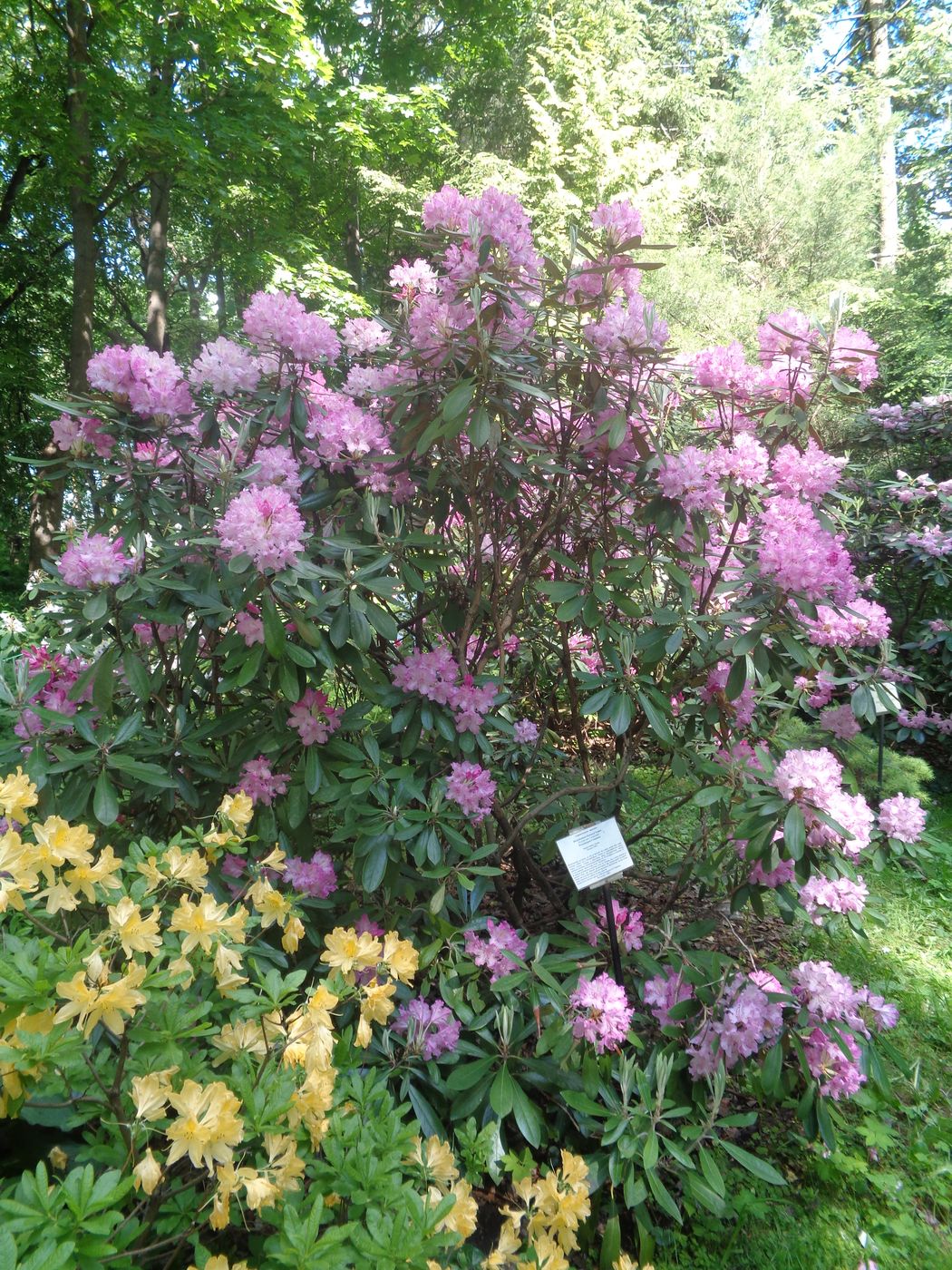 Image of Rhododendron smirnowii specimen.