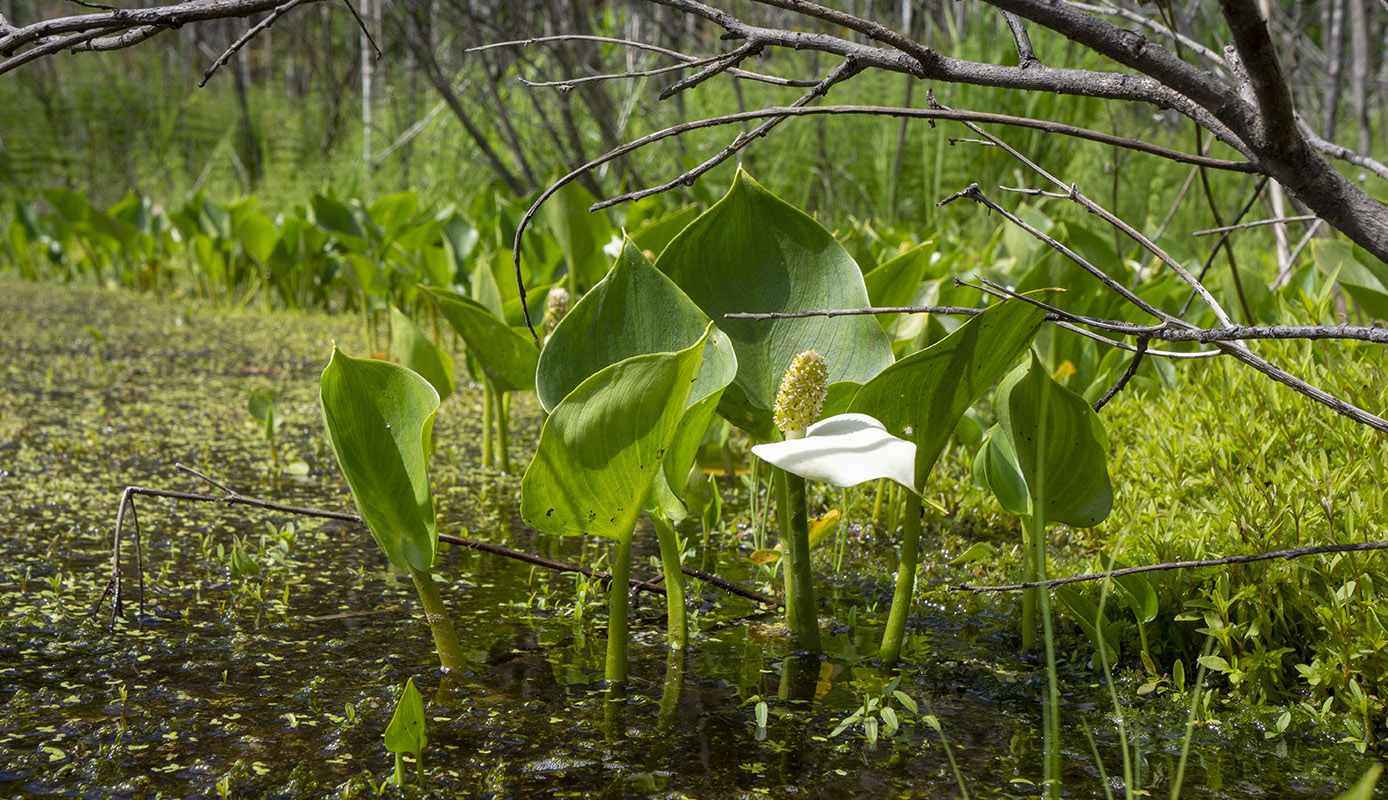 Image of Calla palustris specimen.