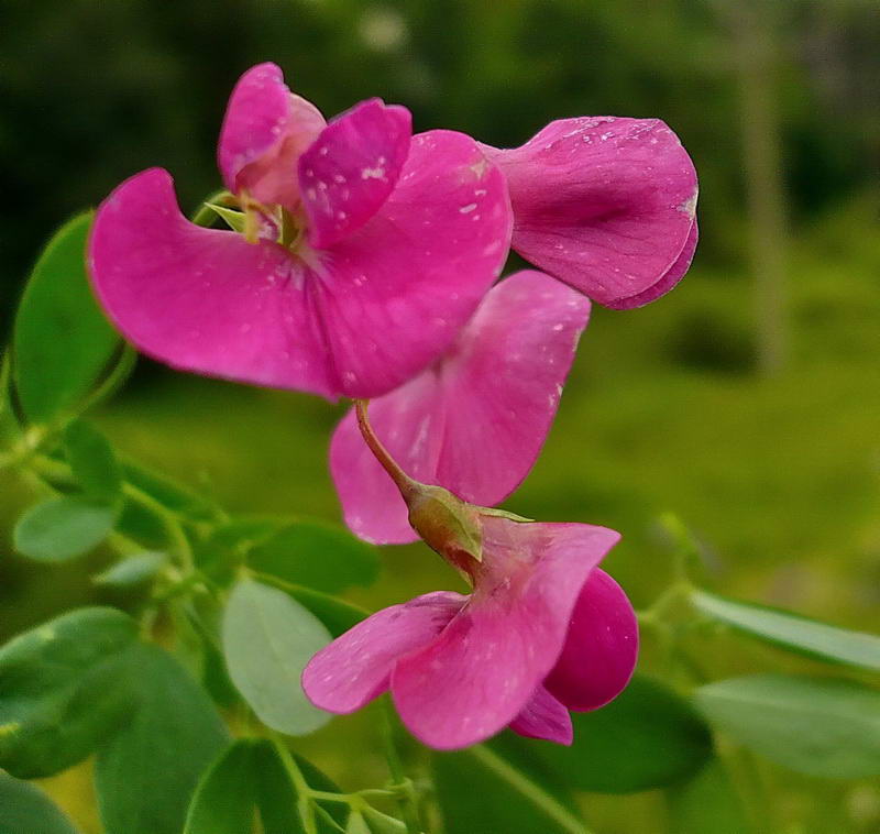 Изображение особи Lathyrus tuberosus.