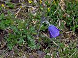 Pulsatilla regeliana