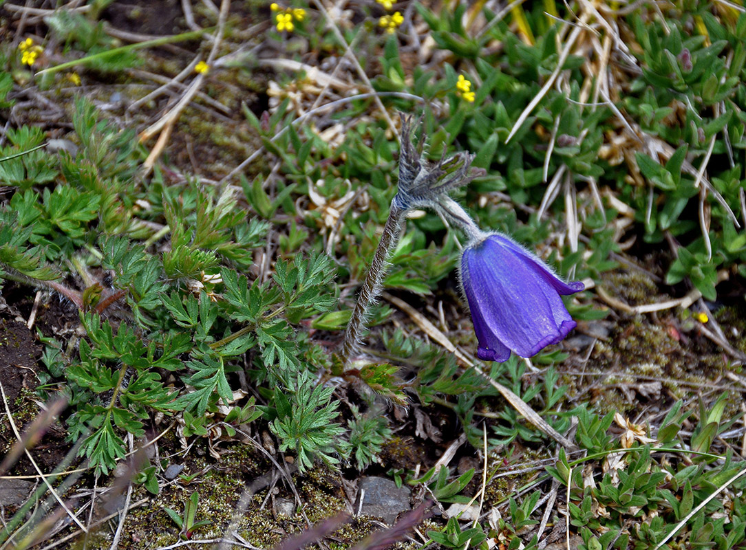 Image of Pulsatilla regeliana specimen.