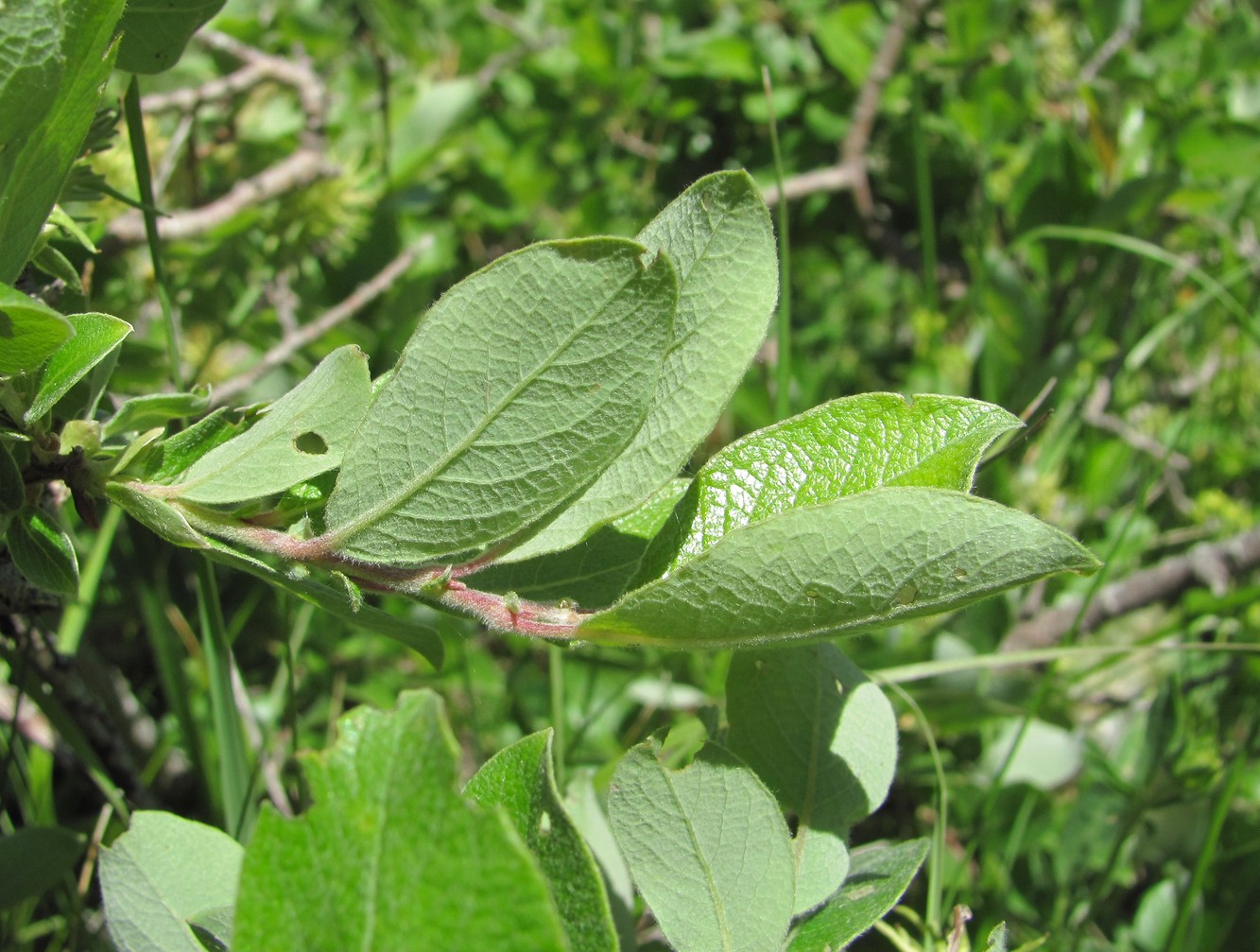 Image of Salix pseudodepressa specimen.