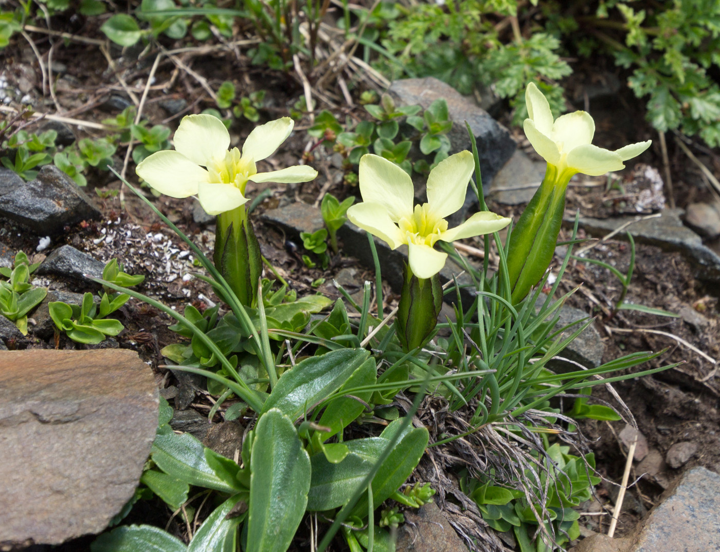 Изображение особи Gentiana oschtenica.