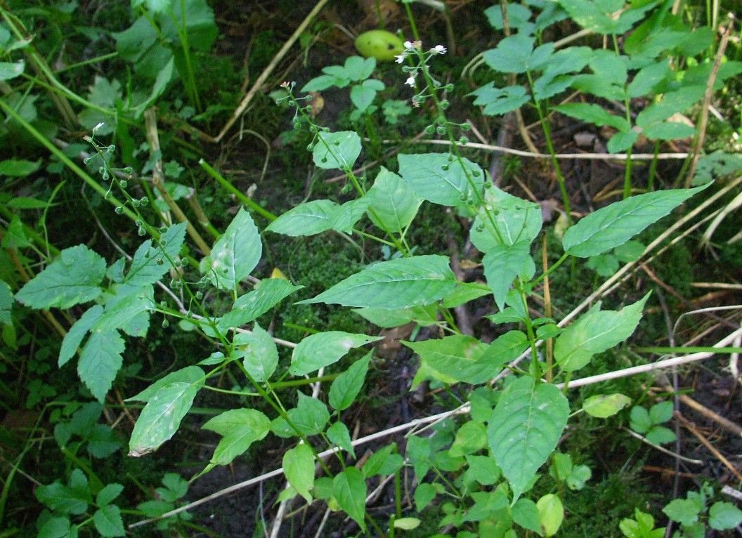 Image of Circaea lutetiana ssp. quadrisulcata specimen.