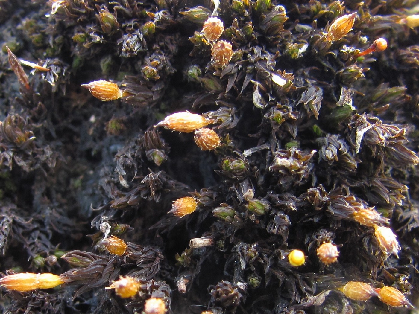 Image of genus Orthotrichum specimen.