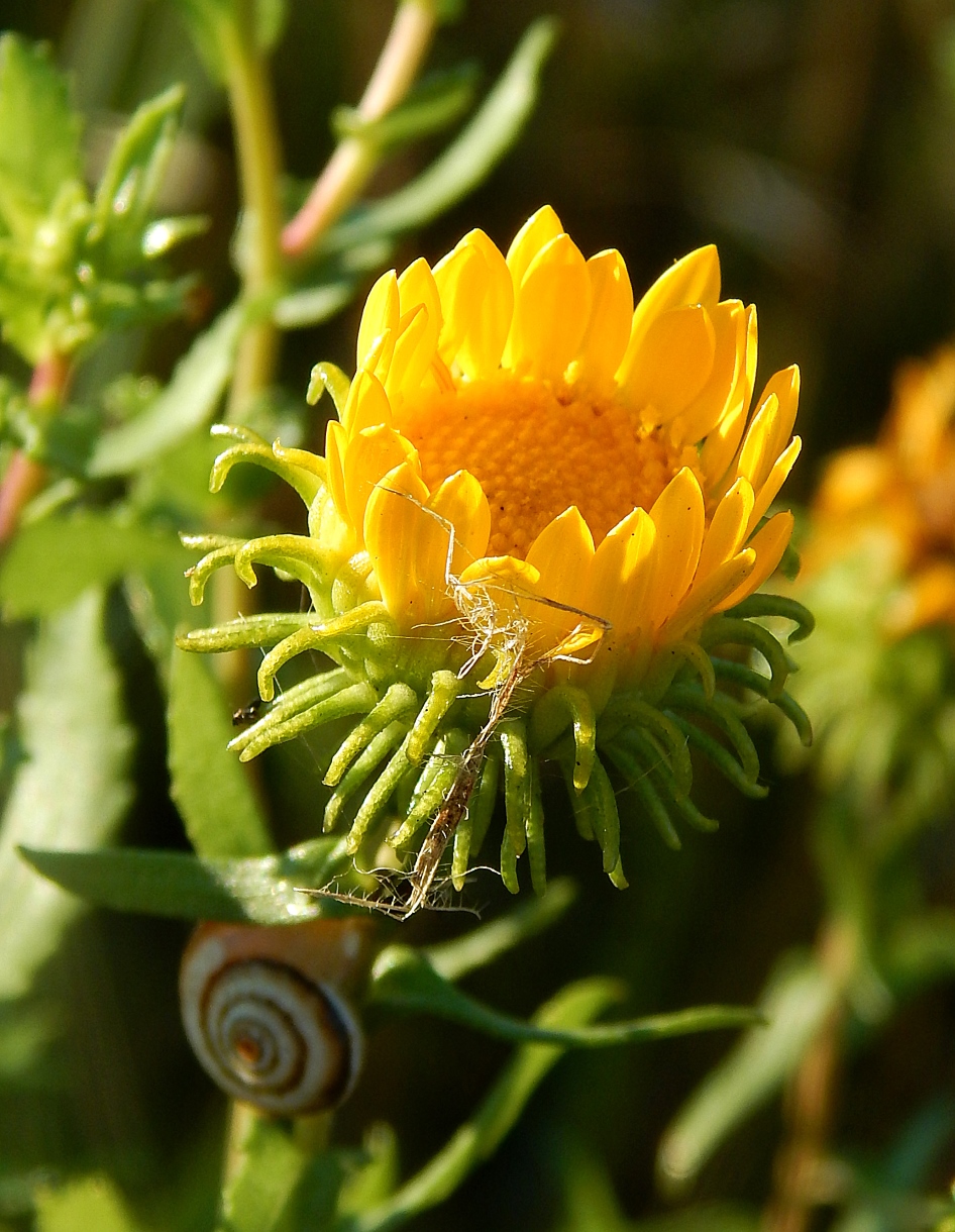 Image of Grindelia squarrosa specimen.