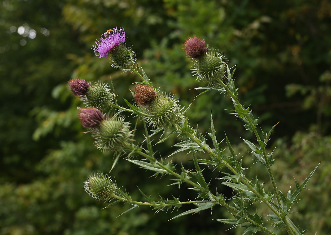 Изображение особи Cirsium serrulatum.