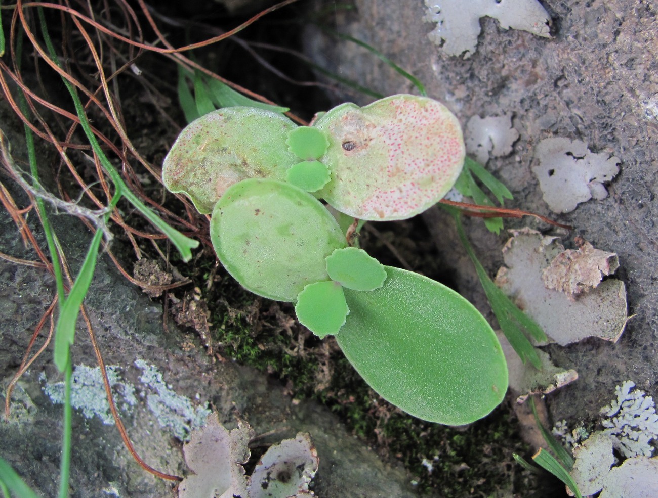 Изображение особи семейство Crassulaceae.