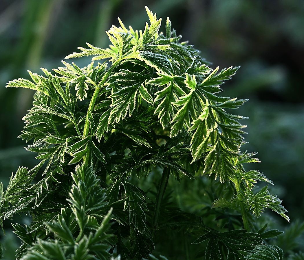 Image of Daucus sativus specimen.