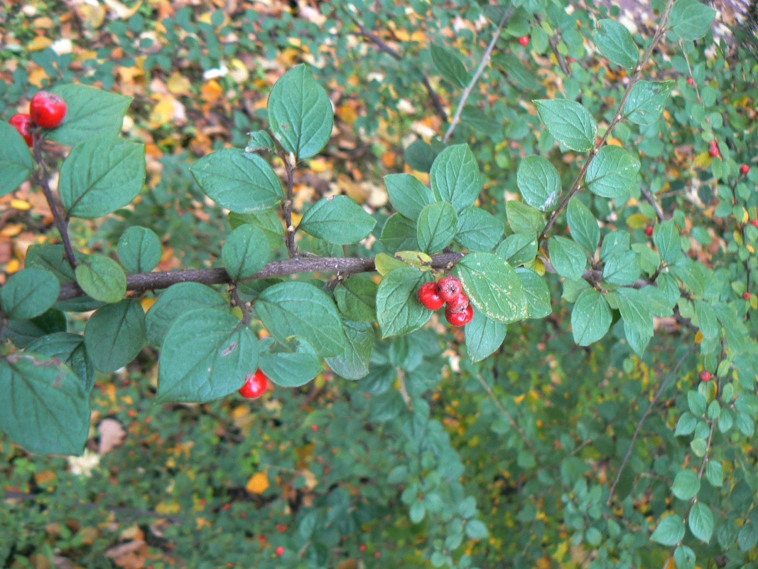 Изображение особи род Cotoneaster.