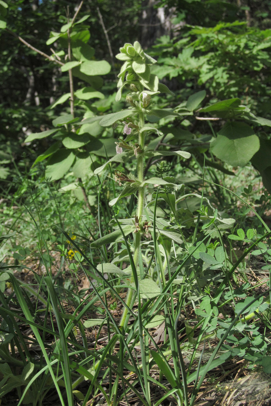 Image of Ajuga laxmannii specimen.