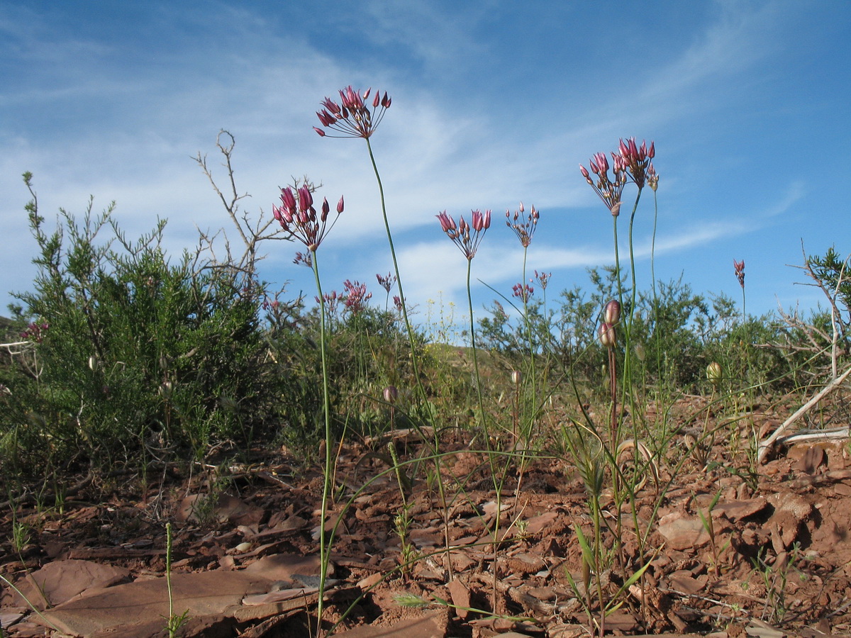 Image of Allium inops specimen.