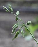 Poa annua