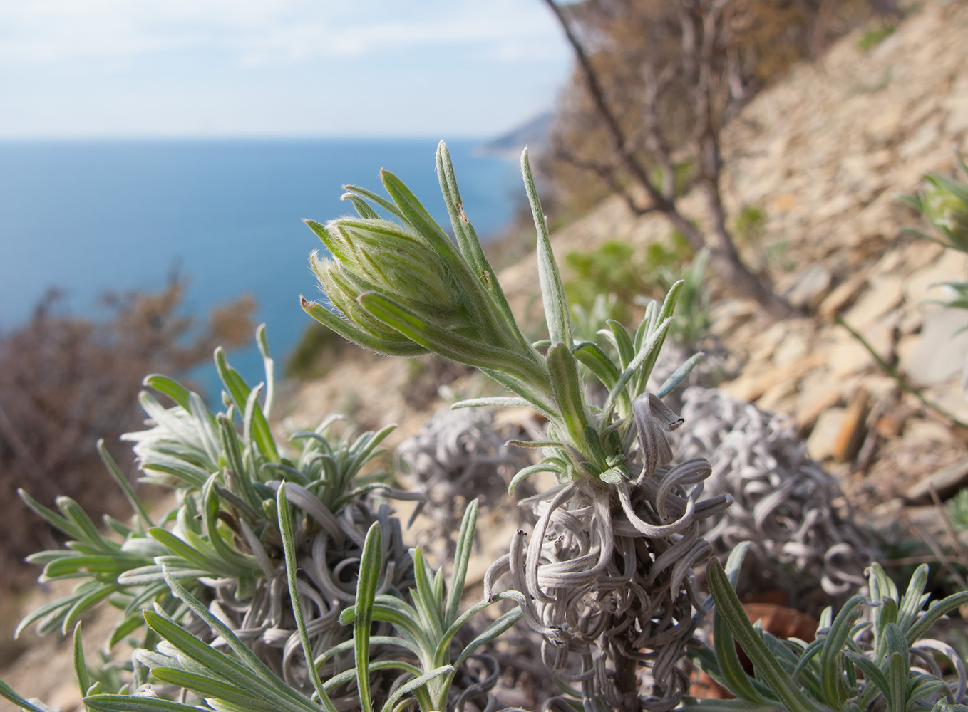 Image of Onosma polyphylla specimen.